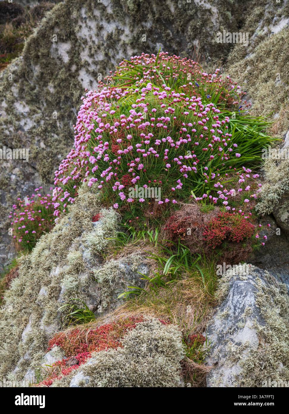 Thrift, Isola di Tiree, Ebridi interne, Scozia Foto Stock