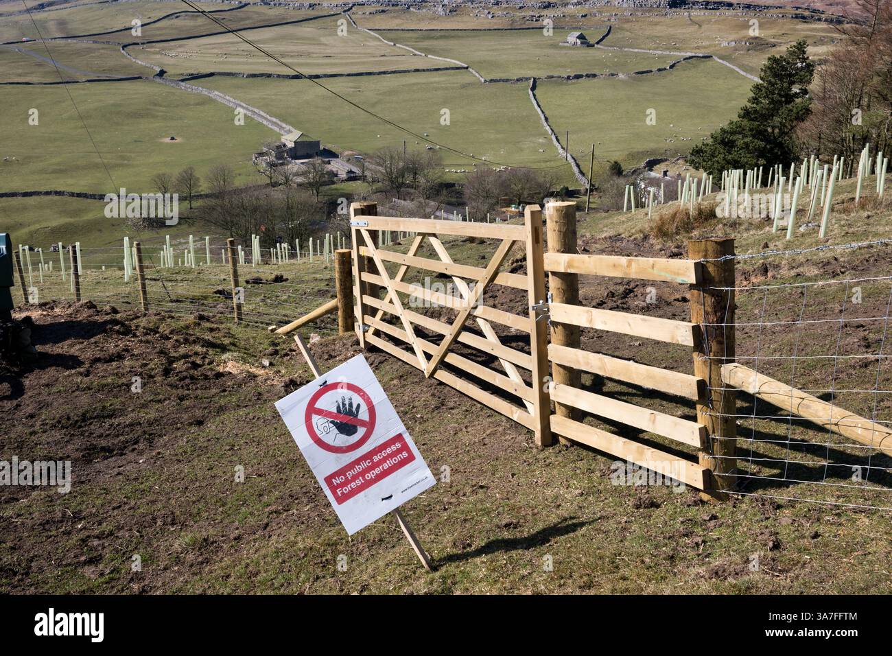 Un impianto di piantagione di alberi su una collina sopra un'azienda agricola a Darnbrook vicino a Settle nel Parco nazionale delle valli dello Yorkshire, Regno Unito Foto Stock