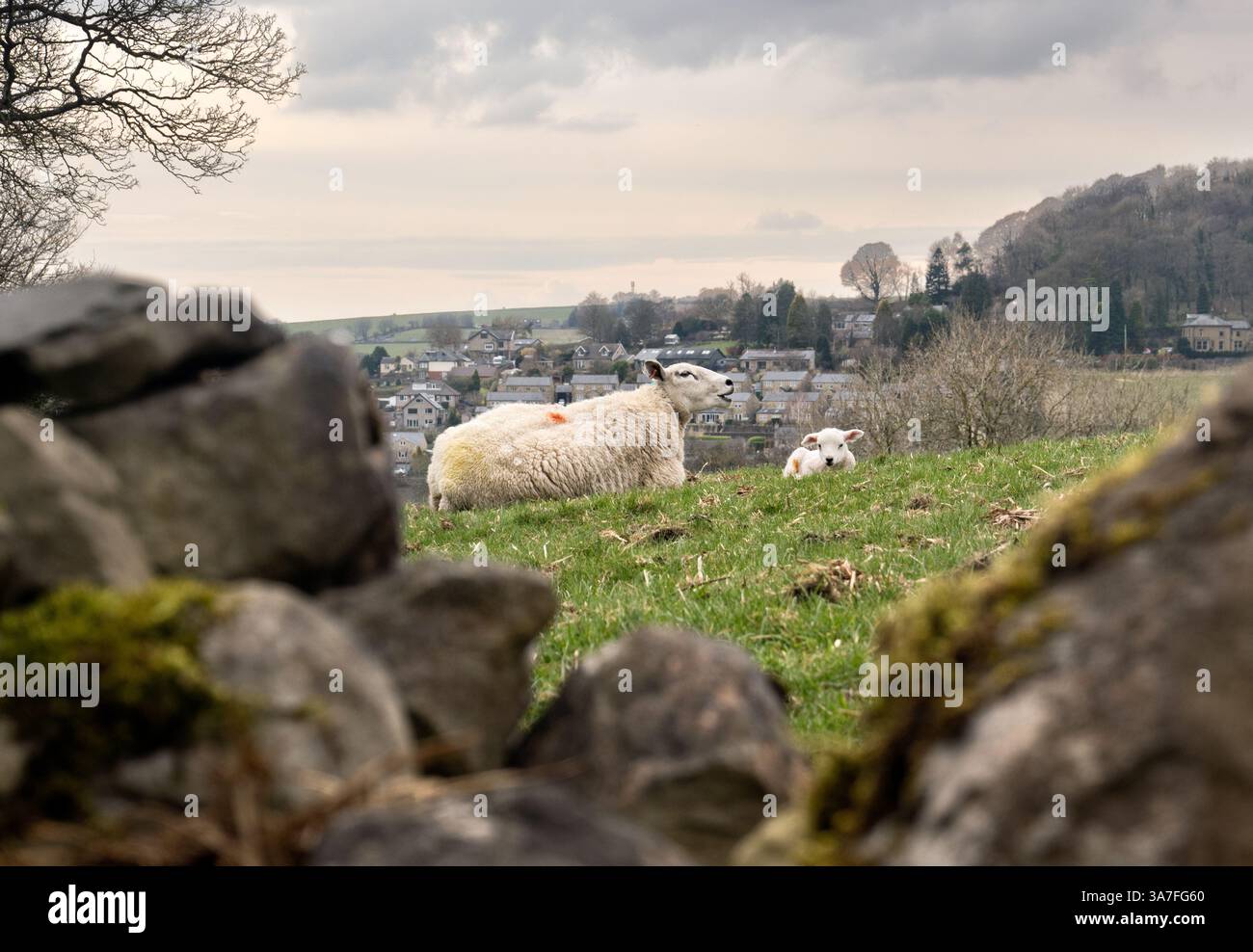 Un agnello molto giovane e sua madre in un prato a Langcliffe vicino Settle, nel North Yorkshire, Regno Unito Foto Stock