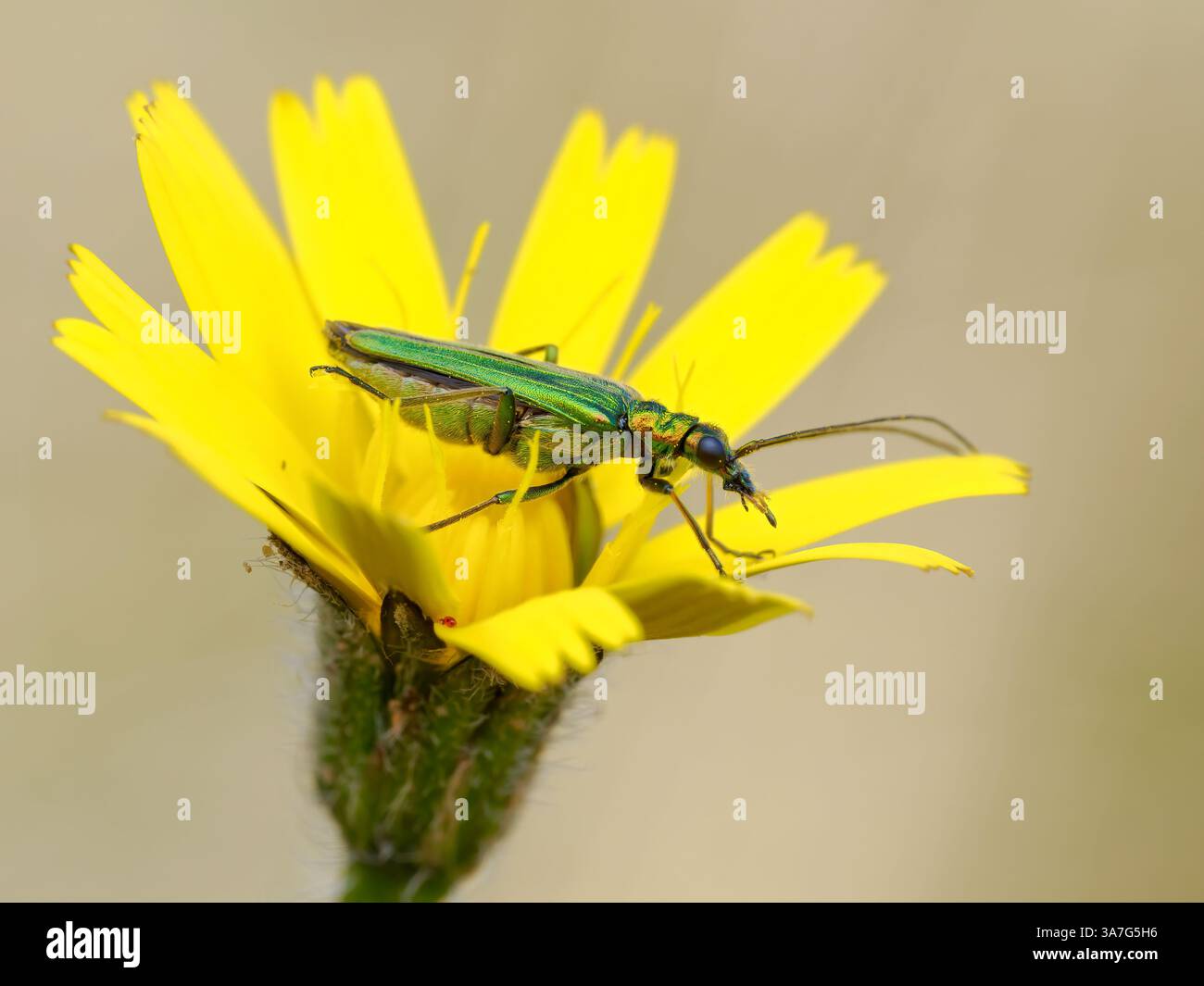 Coleottero a zampe spesse, Oedemera nobilis Foto Stock