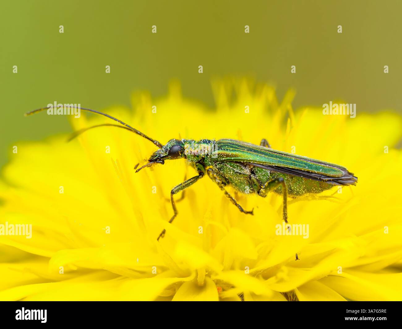 Coleottero a zampe spesse, Oedemera nobilis Foto Stock