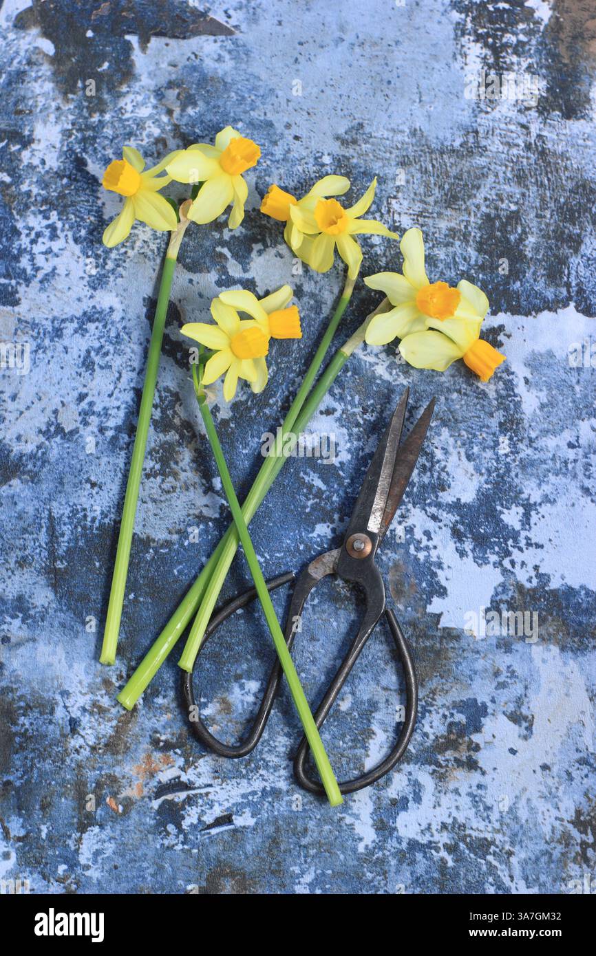 Narciso. Narcisi a testa doppia appena tagliati con forbici vintage, pronte per essere allestite. REGNO UNITO Foto Stock