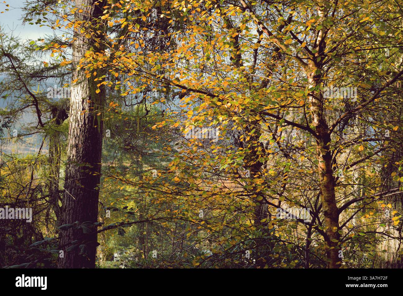 Passeggiate nella foresta autunnale Foto Stock