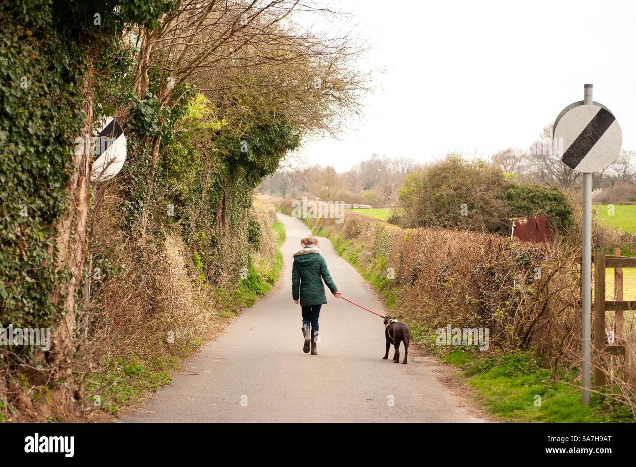 Ragazza che indossa un cappotto verde che cammina un cane Labrador al cioccolato lungo una strada di campagna in una fredda giornata di primavera in Galles Foto Stock