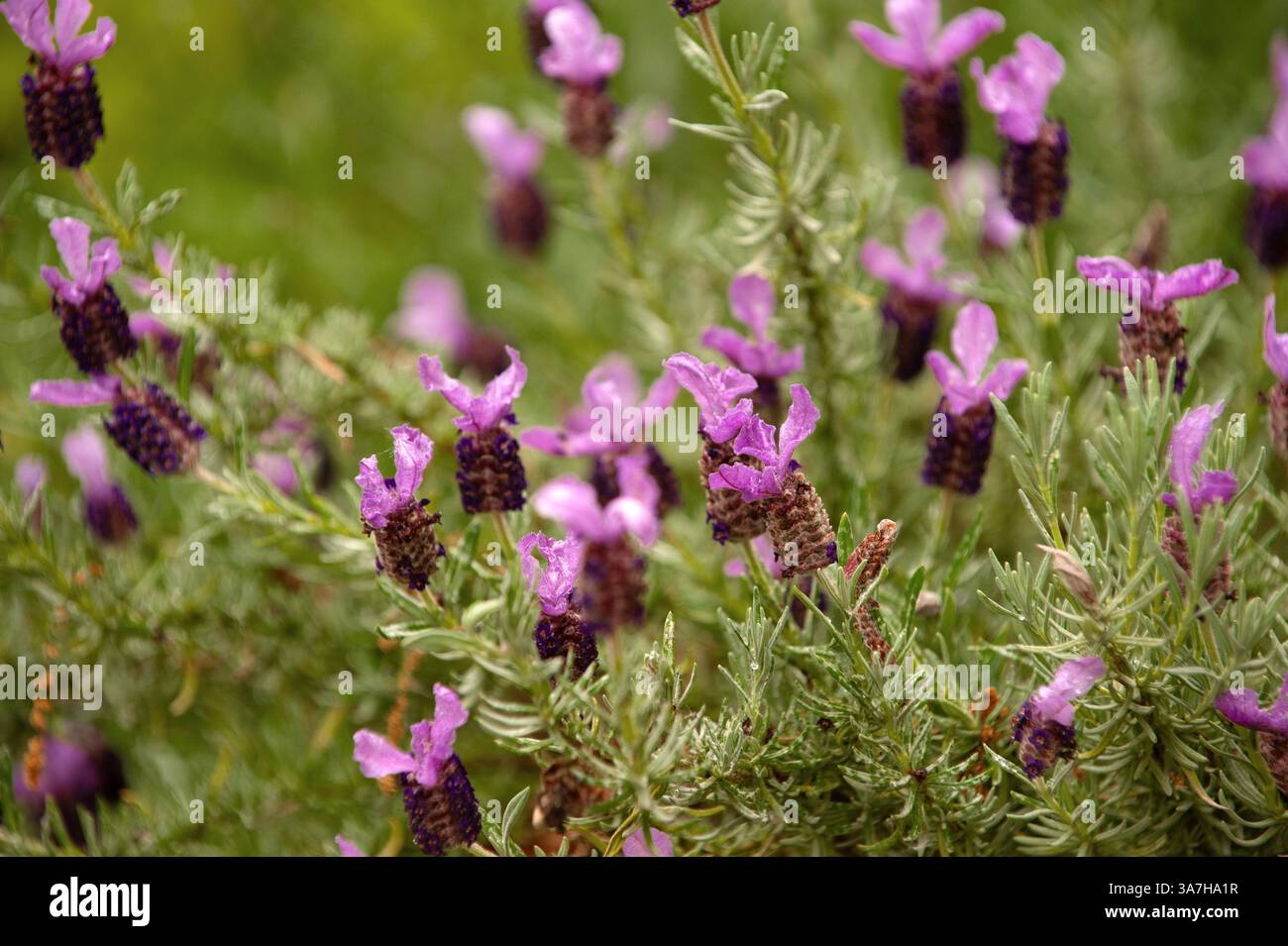 Cespuglio di lavanda francese in fiore in primavera Foto Stock