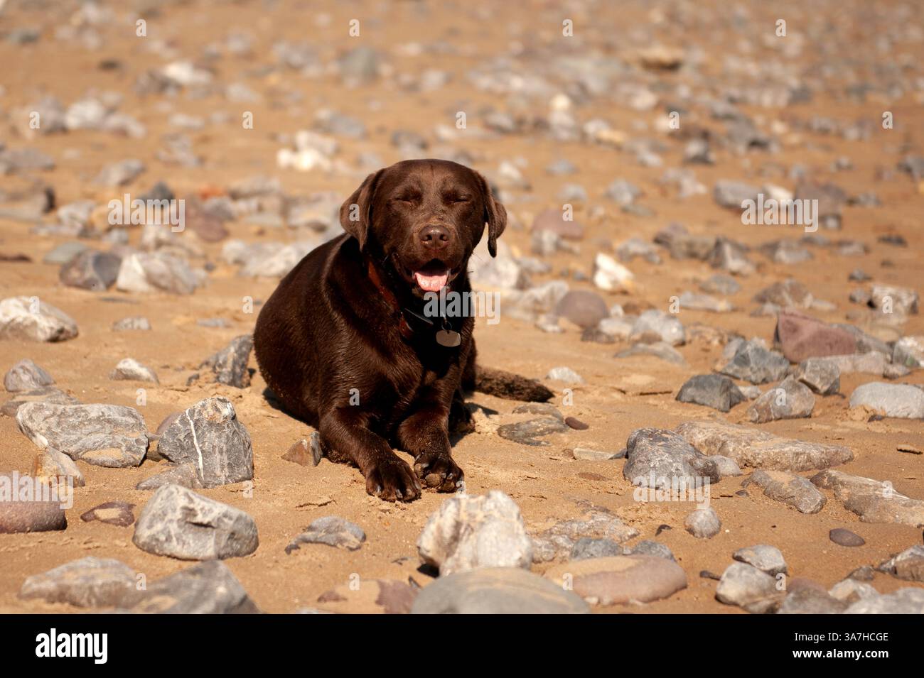 Buon cane labrador al cioccolato che si diverte sdraiato su una spiaggia rocciosa al sole in estate in Cornovaglia, Inghilterra Foto Stock