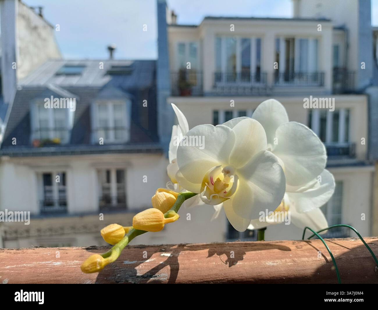 Fiori di orchidea bianca sul balcone con tipici edifici parigini sullo sfondo Foto Stock
