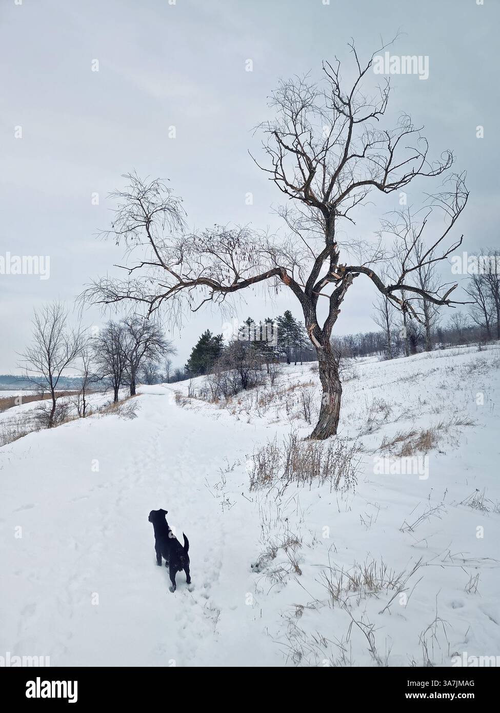 Il cane attivo e curioso cammina nella neve cercando e cacciando nella foresta invernale - Immagine stock catturata con smartphone