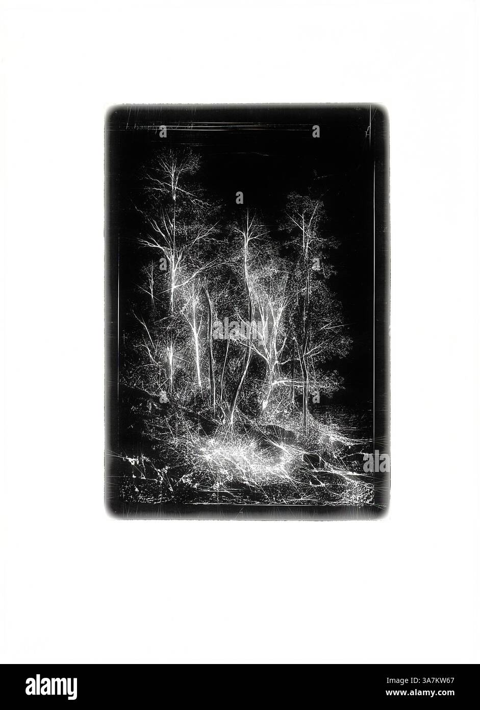 Un gruppo di alberi sottili si erge su uno sfondo scuro, i cui rami si avvicinano verso l'alto come dita delicate. La scena cattura un momento di quiete, con un bagliore fantasma che illumina il fogliame e il terreno, creando un'atmosfera eterea., arte classica con un tocco moderno reinventata da Artotop, Trees, 1848, Henri Joseph Harpignies, francese, 1819-1916, Francia, incisione stampata in rilievo su carta tessuta d'avorio Foto Stock