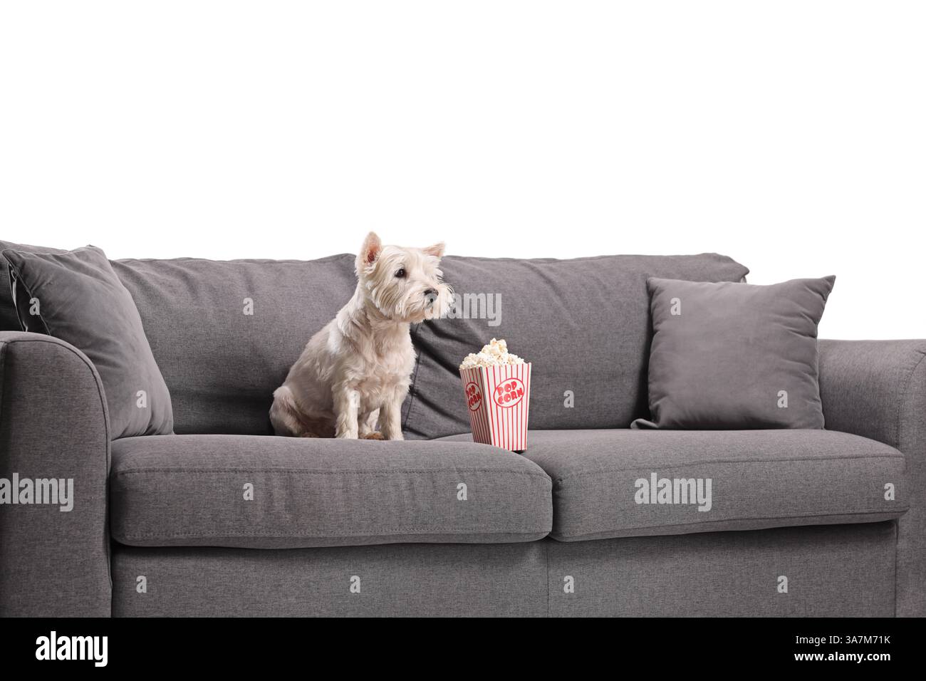 Un simpatico cane da terrier westie su un divano con una scatola di popcorn isolata su sfondo bianco Foto Stock