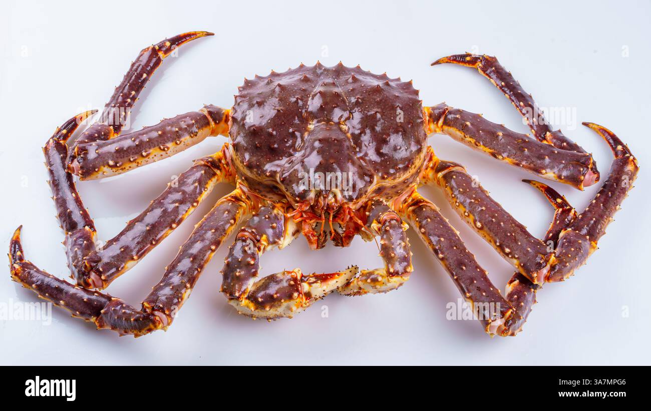 Grande granchio reale vivo isolato su sfondo bianco Foto Stock