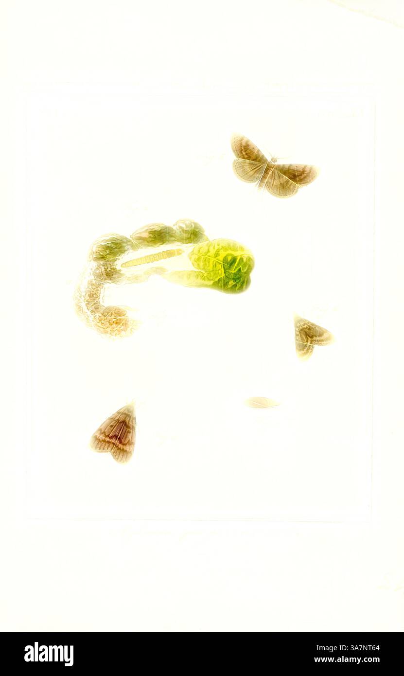 Una delicata disposizione di un bruco e falene fluttuanti, che mostrano la sottile interazione tra natura e trasformazione. I verdi vibranti del caterpillar contrastano con i toni tenui delle falene, creando una scena tranquilla ma intrigante. Arte classica con un tocco moderno reinventata da Artotop, Aglossa, Print, Aglossa è un genere di piccole falene appartenenti alla famiglia dei Piralidi. Fu descritto da Pierre André Latreille nel 1796. Si trovano principalmente nell'Eurasia occidentale, anche se alcune specie sono state introdotte altrove. Foto Stock