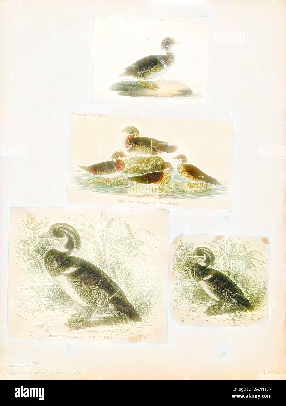 Una collezione di rappresentazioni illustrate di anatre, che mostrano varie pose e ambientazioni, con un'enfasi sul loro piumaggio e le loro caratteristiche uniche. Le immagini fondono elementi naturali, come acqua e fogliame, esaltando la rappresentazione di questi uccelli acquatici. L'arte classica con un tocco moderno reinventata da Artotop, Aix sponsa, Print, l'anatra da legno o anatra Carolina (Aix sponsa) è una specie di anatra appollaiante che si trova in Nord America. È uno dei più colorati uccelli acquatici del Nord America., 1700-1880 Foto Stock