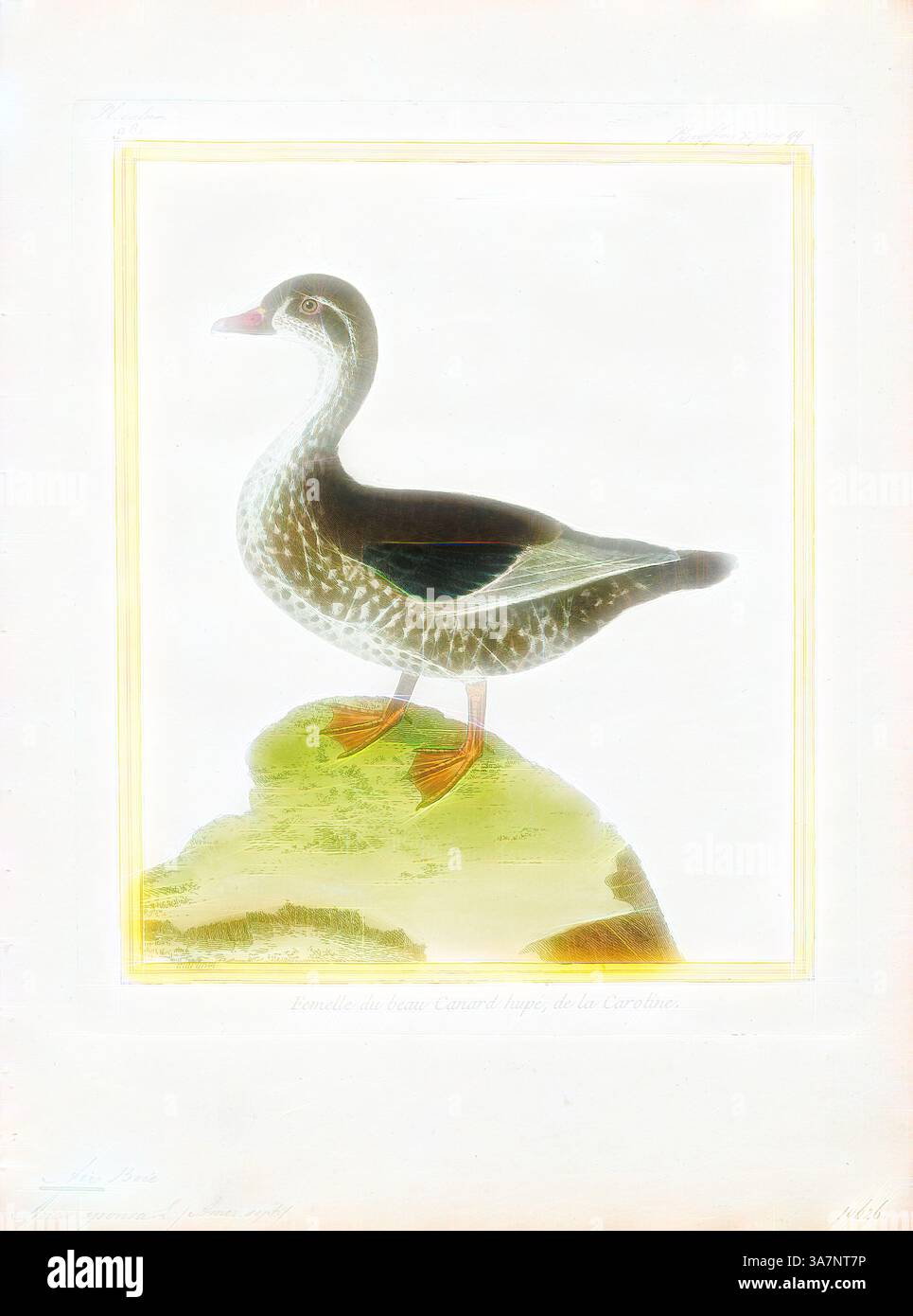 Un'anatra solitaria si erge graziosamente su una roccia, mostrando le sue caratteristiche e segni distintivi. Il suo corpo è principalmente scuro con un sottoscocca più leggero a contrasto, mentre i suoi piedi arancioni aggiungono un tocco vibrante alla scena serena. L'arte classica con un tocco moderno reinventata da Artotop, Aix sponsa, Print, l'anatra da legno o anatra Carolina (Aix sponsa) è una specie di anatra appollaiante che si trova in Nord America. È uno dei più colorati uccelli acquatici del Nord America., 1700-1880 Foto Stock