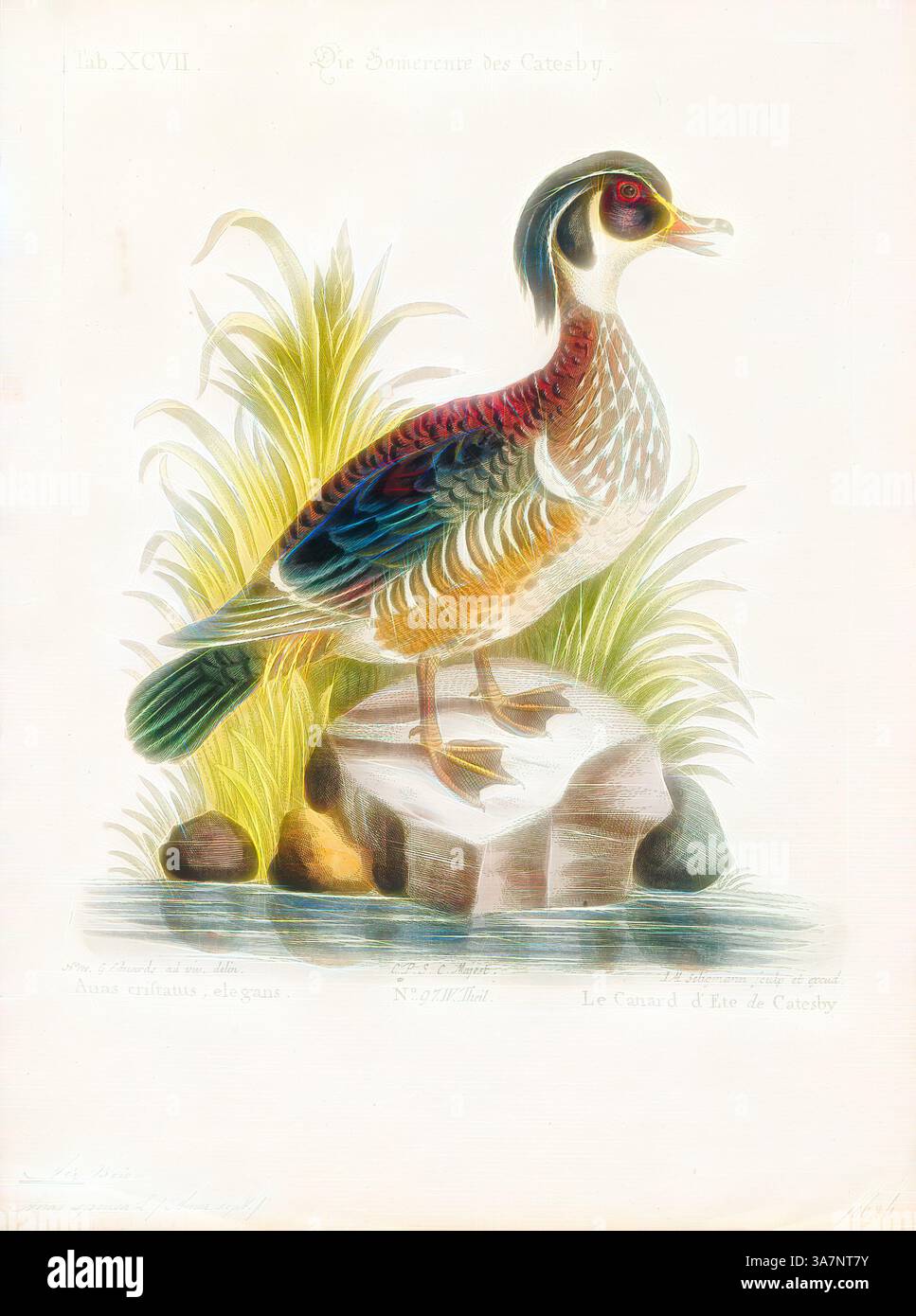 Un'illustrazione colorata di un'anatra arroccata su una roccia circondata da lussureggiante vegetazione. L'uccello mostra un piumaggio vibrante con motivi sorprendenti, che mostrano sfumature di blu, arancione e verde, mentre l'ambiente sereno ne esalta la bellezza. L'arte classica con un tocco moderno reinventata da Artotop, Aix sponsa, Print, l'anatra da legno o anatra Carolina (Aix sponsa) è una specie di anatra appollaiante che si trova in Nord America. È uno dei più colorati uccelli acquatici del Nord America., 1700-1880 Foto Stock