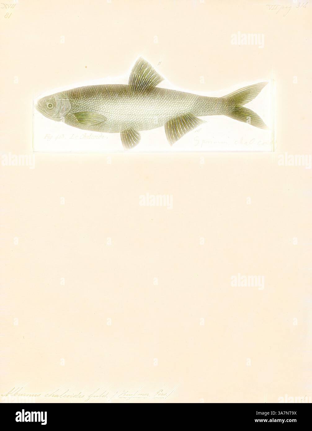 Un'illustrazione dettagliata di un pesce, che mostra il suo corpo affusolato e le pinne distinte, su uno sfondo semplice. Il nome scientifico è inciso sotto, che indica la sua classificazione., arte classica con un tocco moderno reinventata da Artotop, Alburnus chalcoides, Print, la tana del Danubio o shemaya Caspian (Alburnus chalcoides) è una specie di pesci d'acqua dolce della famiglia Cyprinidae. Si trova in Iran, Austria, Bosnia-Erzegovina, Bulgaria, Croazia, Francia, Germania, Ungheria, Italia, Romania, Russia, Serbia, Slovenia, Turkmenistan e Uzbekistan. 1788 Foto Stock