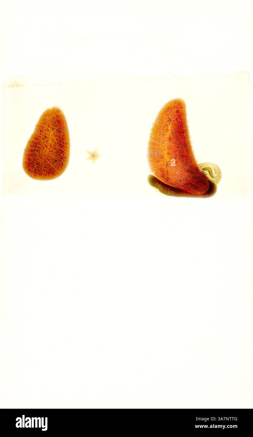 Un paio di forme allungate e dettagliate che ricordano foglie o conchiglie, sfoggiano una texture e un motivo unici. Una piccola figura simile a una stella è posizionata tra di loro, aggiungendo un elemento intrigante alla composizione. L'arte classica con un tocco moderno reinventata da Artotop, Alcyonium digitatum, Print, Alcyonium digitatum o dita dell'uomo morto è una specie di corallo morbido della famiglia degli Alcyoniidae. Si trova intorno alle coste dell'Oceano Atlantico settentrionale. Foto Stock