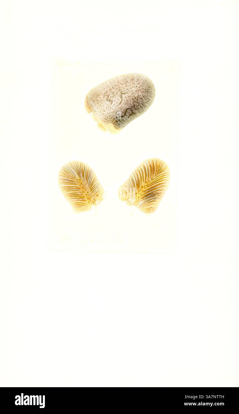 Sono disposte tre conchiglie marine dettagliate, che mostrano le loro texture e forme uniche su uno sfondo chiaro, sottolineando la bellezza naturale della vita marina. L'arte classica con un tocco moderno reinventata da Artotop, Alcyonium digitatum, Print, Alcyonium digitatum o dita dell'uomo morto è una specie di corallo morbido della famiglia degli Alcyoniidae. Si trova intorno alle coste dell'Oceano Atlantico settentrionale. Foto Stock