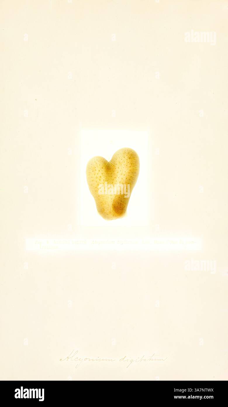 Una rappresentazione unica e astratta di un campione di corallo a forma di cuore, che mostra la sua superficie ruvida e la forma organica su uno sfondo morbido. L'esemplare è etichettato con il suo nome scientifico, aggiungendo un elemento di curiosità al suo aspetto delicato. L'arte classica con un tocco moderno reinventata da Artotop, Alcyonium digitatum, Print, Alcyonium digitatum o dita dell'uomo morto è una specie di corallo morbido della famiglia degli Alcyoniidae. Si trova intorno alle coste dell'Oceano Atlantico settentrionale. Foto Stock