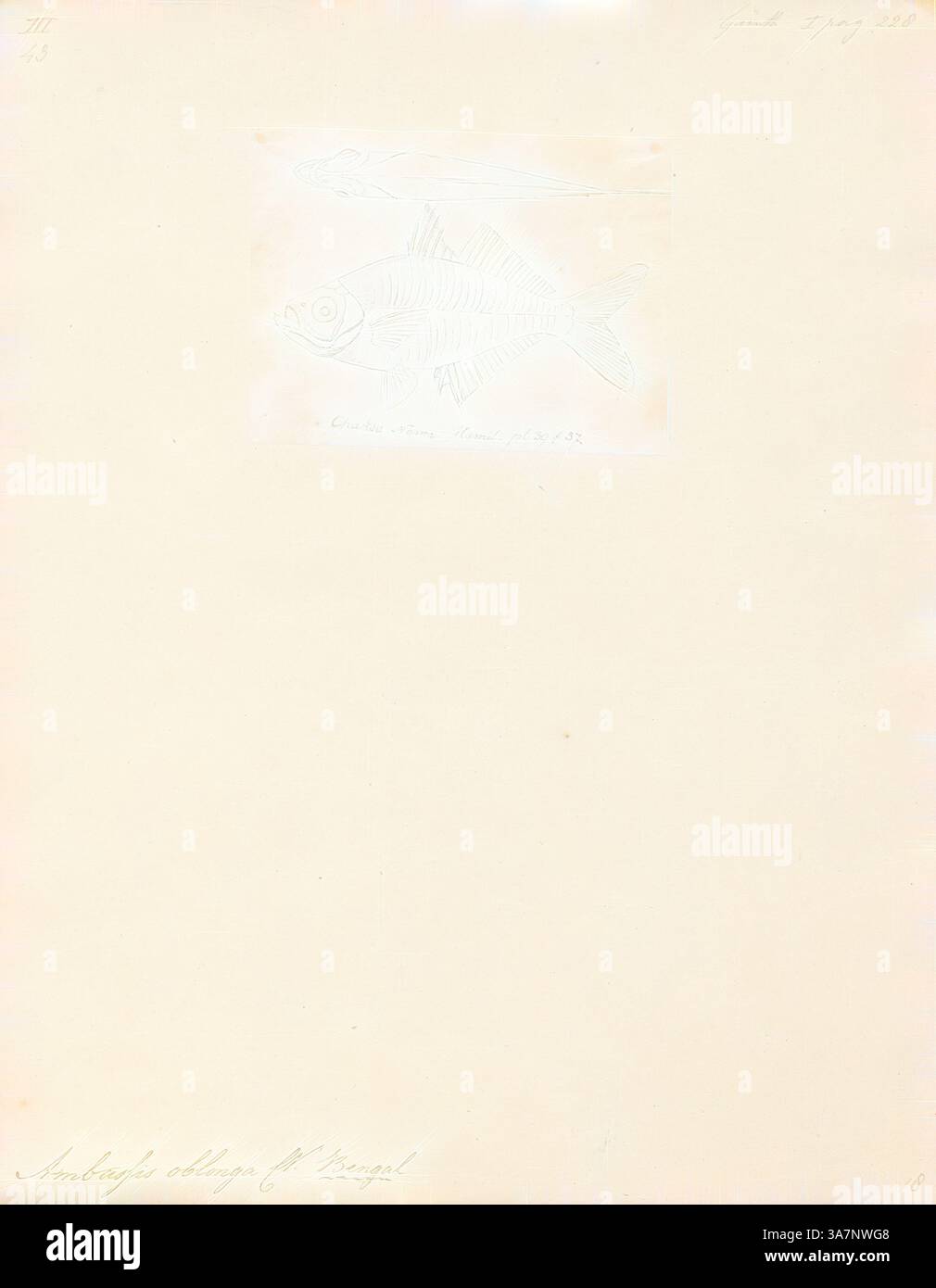 Due pesci sono illustrati al centro, mostrando le loro forme e dettagli distinti, mentre lo spazio circostante rimane in gran parte vuoto, sottolineando la semplicità e la concentrazione del design. Il titolo e le altre iscrizioni sono sottilmente collocate in basso., arte classica con un tocco moderno reinventata da Artotop, Ambassis oblonga, Print, Ambassis è un genere di pesci della famiglia Ambassidae, i pesci di vetro asiatici. Si trovano ampiamente nella regione Indo-Pacifico, con specie in acque marine fresche, salmastre e costiere., 1807-1822 Foto Stock