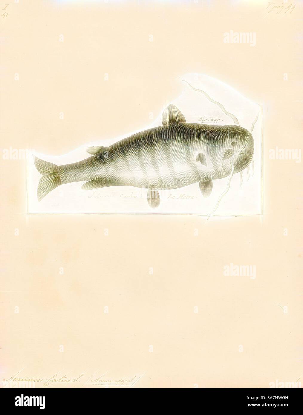 Un'illustrazione di un lamantino, con il suo caratteristico corpo arrotondato, le pinne e l'espressione delicata, accompagnato da delicati dettagli che mettono in risalto il suo ambiente acquatico. Le opere d'arte catturano la natura serena di questo mammifero marino. Arte classica con un tocco moderno reinventata da Artotop, Amiurus catus, Print, Ameiurus, Ameiurus è un genere di pesci gatto della famiglia Ictaluridae. Contiene i tre tipi comuni di pesce gatto della testa di tonno che si trovano nelle acque degli Stati Uniti, la testa di tonno nera (Ameiurus melas), la testa di tonno marrone (Ameiurus nebulosus) e la testa di tonno gialla (Ameiurus) Foto Stock