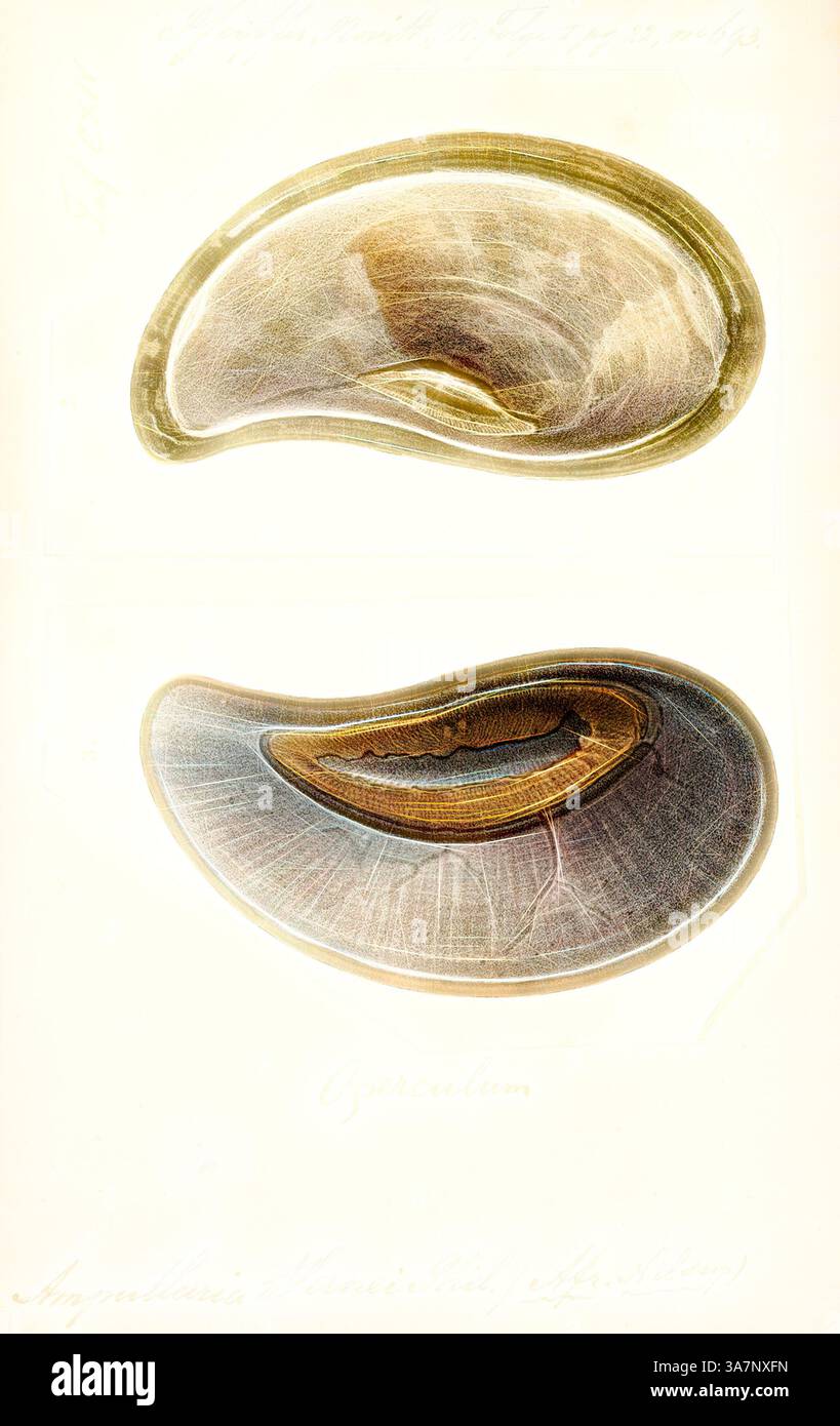 Vengono visualizzate due forme di shell distinte, che mostrano i contorni lisci e gli intricati motivi interni. Il guscio superiore presenta una curva pronunciata, mentre il guscio inferiore ha una forma più allungata con una sottile scanalatura, che mette in evidenza la diversità che si trova nelle specie di molluschi., arte classica con un tocco moderno reinventata da Artotop, Ampullaria wernei, Print, Ampullaria è un genere estinto di lumache d'acqua dolce con un operculum, un mollusco gasteropode acquatico della famiglia Ampullariidae. Foto Stock