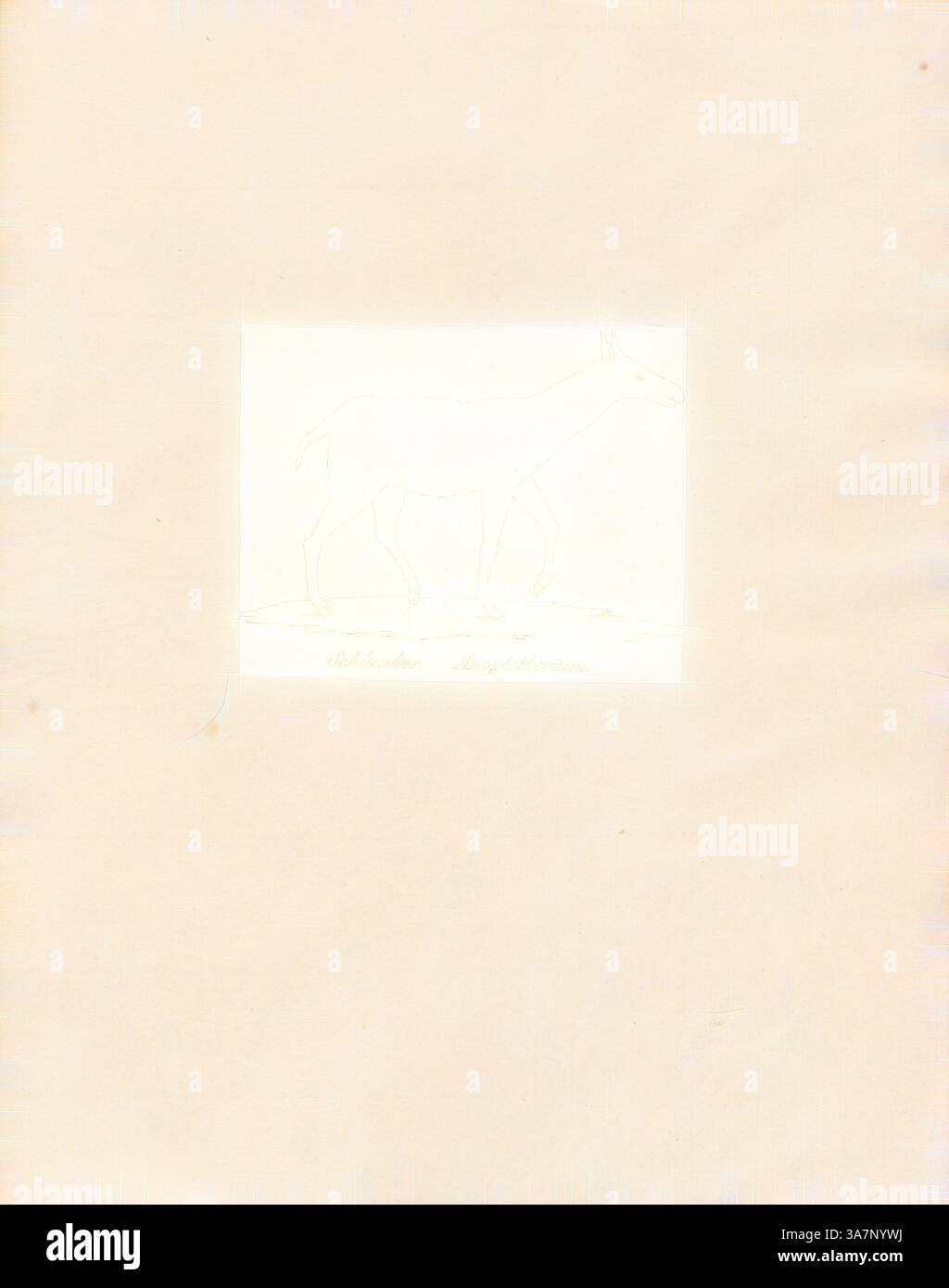 Un debole contorno di un cervo si erge su uno sfondo chiaro, con delicati dettagli che ne suggeriscono forma e postura. Sotto la silhouette, c'è un'etichetta scritta a mano che indica potenzialmente la specie., arte classica con un tocco moderno reinventata da Artotop, Anoplotherium spec., Print, Anoplotherium è un genere estinto di ungulati che visse dal tardo Eocene al primo Oligocene. Fu trovato per la prima volta nelle cave di gesso vicino a Parigi., 1700-1880 Foto Stock