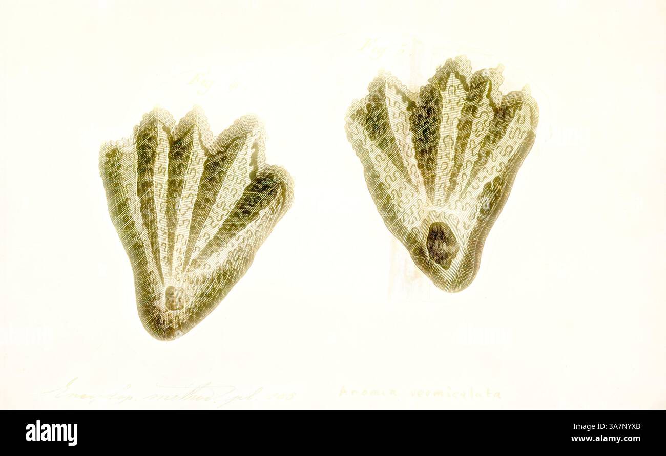 Due esemplari dettagliati di corallo mostrano texture e motivi unici, mostrando la loro bellezza naturale e complessità. Le forme assomigliano a delicate strutture a ventaglio, evidenziando i disegni intricati che si trovano nella vita marina., arte classica con un tocco moderno reinventata da Artotop, Anomia vermiculata, Print Foto Stock