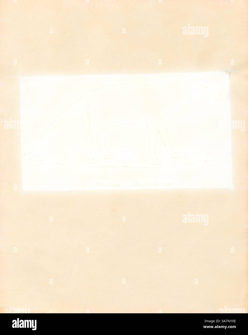 Un debole contorno di una figura felina si muove su una superficie, con caratteristiche delicate che ne fanno un esempio. Lo sfondo è un beige morbido che esalta la sottigliezza dell'immagine., arte classica con un tocco moderno reinventata da Artotop, Anoplotherium commune, Print, Anoplotherium è un genere estinto di ungulati che visse dal tardo Eocene al primo Oligocene. Fu trovato per la prima volta nelle cave di gesso vicino a Parigi., 1700-1880 Foto Stock