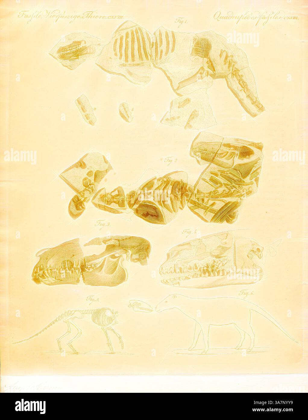 Una raccolta di illustrazioni dettagliate che mostrano vari fossili preistorici, tra cui resti scheletrici di antiche creature e frammenti che evidenziano caratteristiche anatomiche distinte. La disposizione presenta un affascinante scorcio nello studio della paleontologia., arte classica con un tocco moderno reinventata da Artotop, Anoplotherium commune, Print, Anoplotherium è un genere estinto di ungulati che visse dal tardo Eocene al primo Oligocene. Fu trovato per la prima volta nelle cave di gesso vicino a Parigi., 1700-1880 Foto Stock