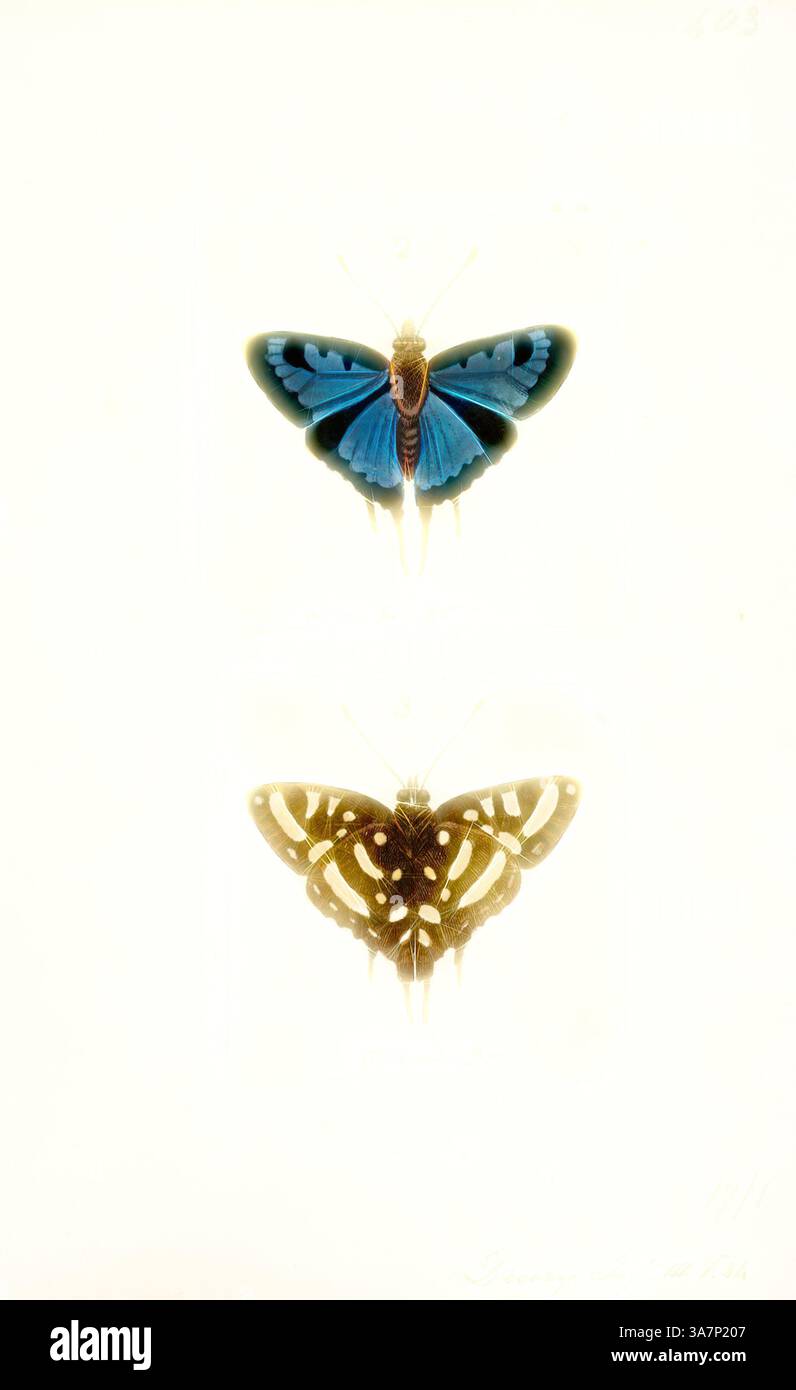 Vengono esposti due esemplari di farfalle, uno con ali blu vibranti con accenti neri e l'altro con motivi intricati in tonalità terrose. Ogni farfalla è posizionata simmetricamente, evidenziandone i colori e i dettagli unici. Arte classica con un tocco moderno reinventata da Artotop, Aphnaeus, Print, Aphnaeus è un genere di farfalle della famiglia Lycaenidae. La specie di questo genere si trova nell'ecozona afrotropica. Foto Stock