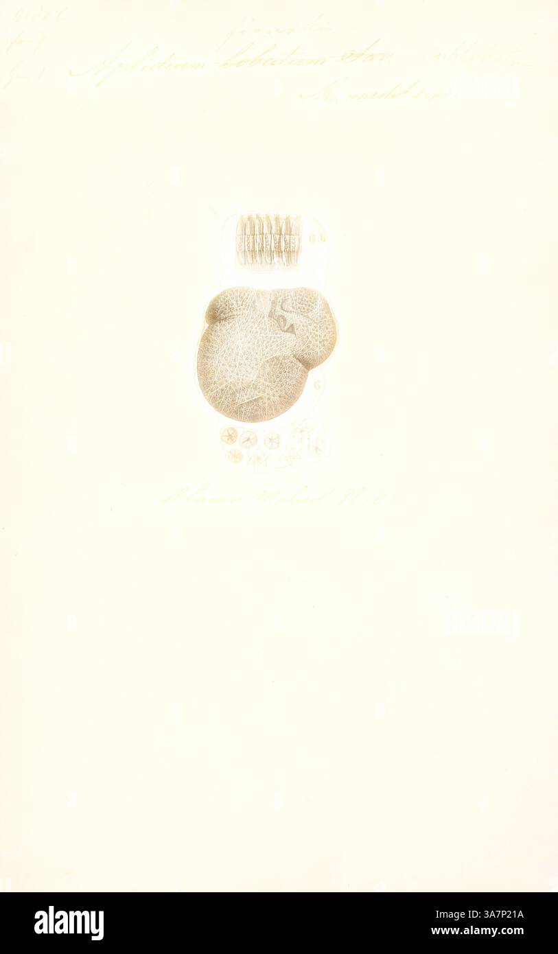 Un'intricata rappresentazione di un organismo marino caratterizzato da texture e motivi dettagliati, circondato da piccoli elementi circolari che suggeriscono un habitat naturale. La composizione enfatizza l'eleganza e l'osservazione scientifica. Arte classica con un tocco moderno reinventata da Artotop, Aplidium ficus, Print, Aplidium è un genere di spruzzi di mare coloniali, tunicati della famiglia Polyclinidae. Ci sono circa 188 specie nel genere che si trovano in acque poco profonde in tutto il mondo. Foto Stock