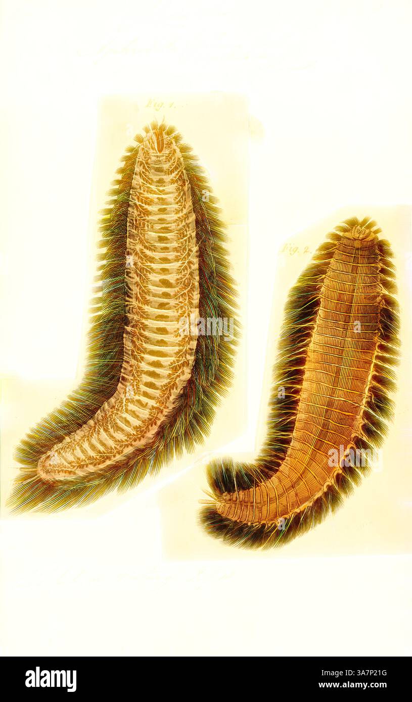 Due intricate illustrazioni botaniche di creature marine, che mostrano le loro texture e i loro motivi unici. Gli esemplari sono presentati fianco a fianco, evidenziandone le forme allungate e le vivaci strutture piume. Ciascuna è etichettata con il rispettivo numero, enfatizzando il suo significato scientifico., arte classica con un tocco moderno reinventata da Artotop, Aphrodita Flava, Print, Aphrodita, o topo marino, è un genere di vermi policheti marini che si trovano nel Mar Mediterraneo e nell'Oceano Atlantico orientale e occidentale. Foto Stock