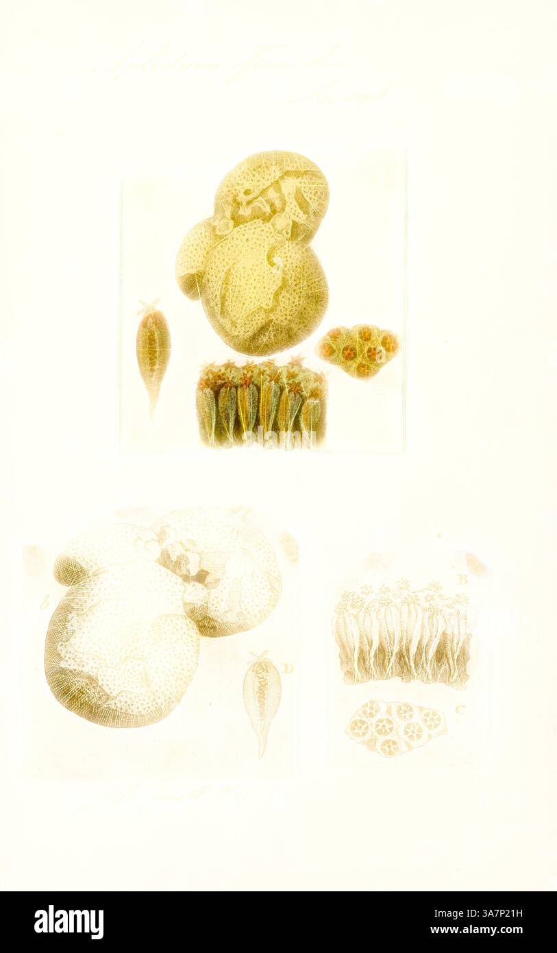 Una raccolta di illustrazioni dettagliate che mostrano vari esemplari di piante, con texture e strutture intricate, alcune che assomigliano a capsule o cialde, insieme a forme allungate e disegni floreali. Le opere d'arte evidenziano l'unicità di ogni esemplare con delicati lavori di linea e sfumature sottili. Arte classica con un tocco moderno reinventata da Artotop, Aplidium ficus, Print, Aplidium è un genere di spruzzi di mare coloniali, tunicati della famiglia Polyclinidae. Ci sono circa 188 specie nel genere che si trovano in acque poco profonde in tutto il mondo. Foto Stock