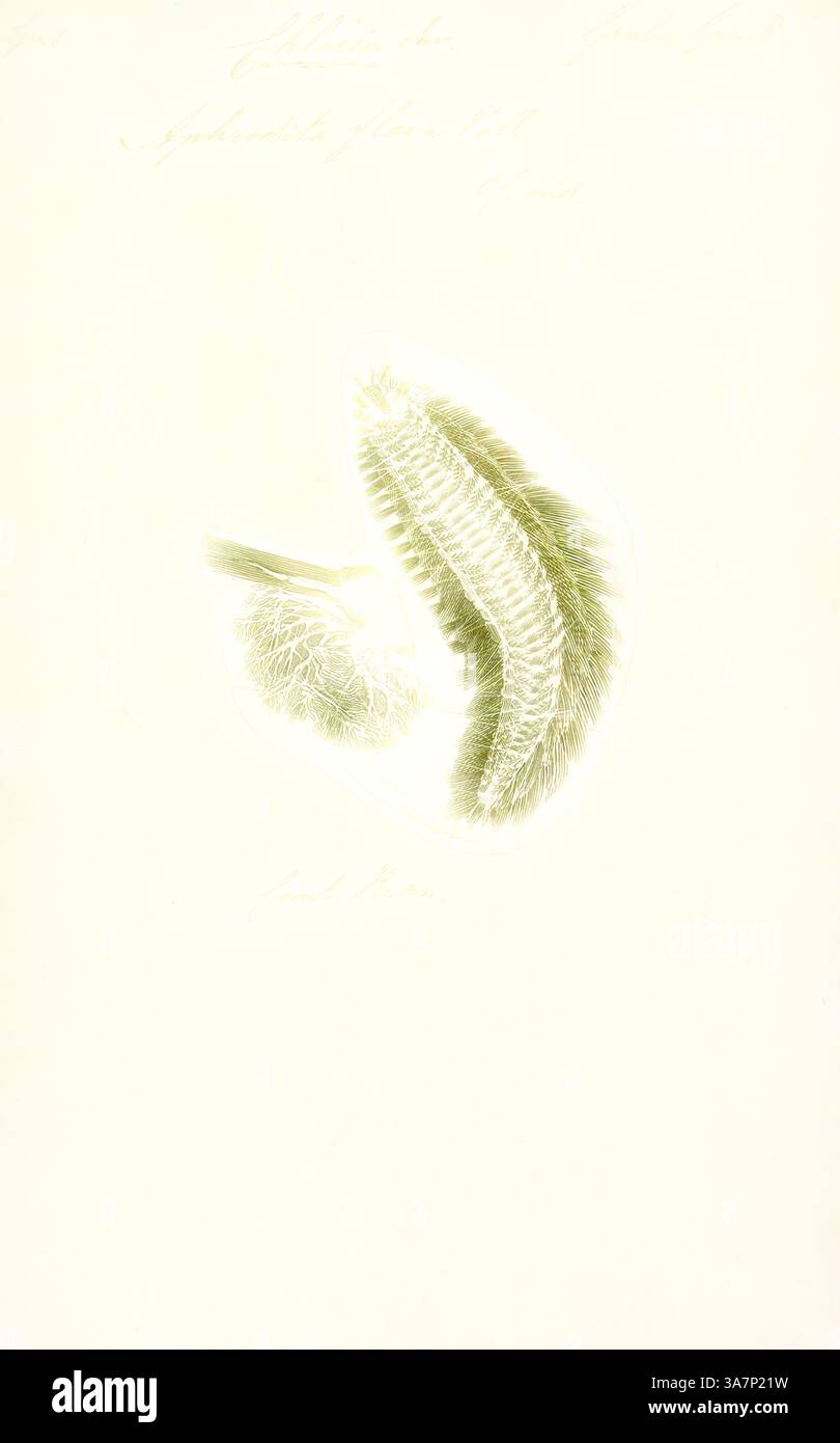 Una delicata disposizione di elementi botanici con lussureggianti foglie verdi e texture intricate, evidenziate su uno sfondo morbido ed etereo. Le forme organiche suggeriscono una celebrazione dell'intricata bellezza della natura. Arte classica con un tocco moderno reinventata da Artotop, Aphrodita flava, Print, Aphrodita o topo marino, è un genere di vermi policheti marini che si trovano nel Mar Mediterraneo e nell'Oceano Atlantico orientale e occidentale. Foto Stock