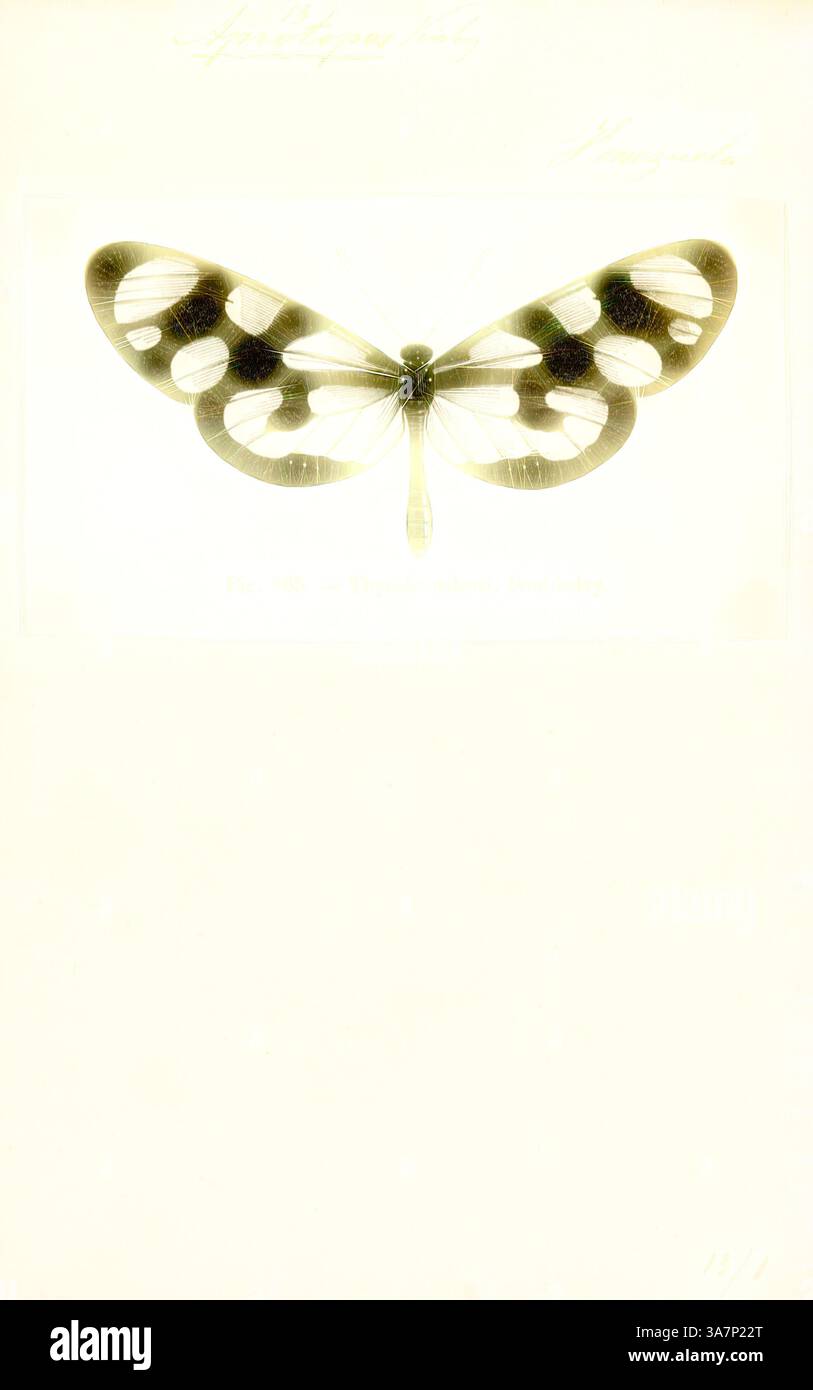 Un'illustrazione splendidamente dettagliata di una farfalla con motivi distintivi in bianco e nero sulle ali, che mostrano il design intricato e la simmetria tipica di questa specie., arte classica con un tocco moderno reinventato da Artotop, Aprotopos, Print, Thyridia è un genere monotipico di farfalle clearwing (ithomiine), nominato da Jacob Hübner nel 1816. La sua unica specie è Thyridia psidii, il Melantho tigerwing o clapping ticlear. Appartiene alla famiglia delle farfalle dai piedi spazzolati, Nymphalidae, e si trova nella zona neotropicale. Foto Stock