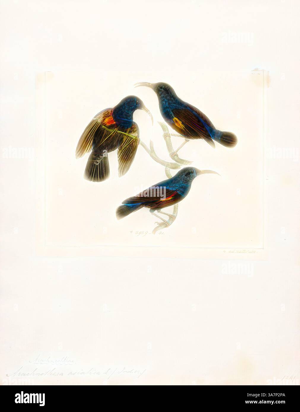 Un trio di uccelli dai colori vivaci si aprono su un ramo, mostrando le loro piume iridescenti e i dettagli intricati. Il loro sorprendente piumaggio blu e arancione contrasta splendidamente, creando un'accattivante esposizione dell'arte della natura. Arte classica con un tocco moderno reinventata da Artotop, Arachnothera asiatica, Print, Spiderhunter, i cacciatori di ragni sono uccelli del genere Arachnothera, parte della famiglia degli uccelli di sole Nectariniidae. Il genere contiene tredici specie presenti nelle foreste del sud e sud-est asiatico. Sono grandi rappresentanti della famiglia sunbird, con un pennacchio e un lungo filone Foto Stock