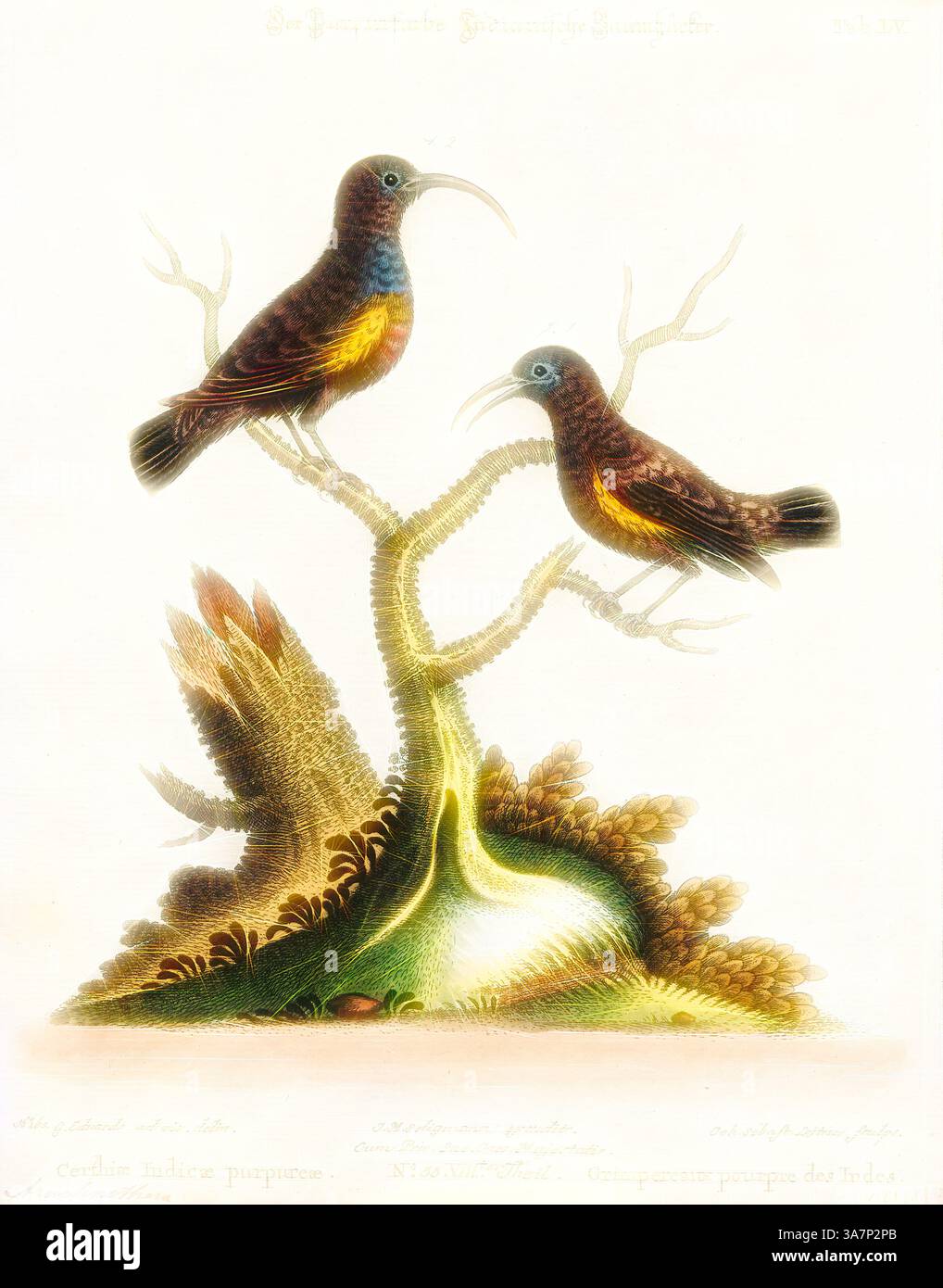 Due uccelli dai colori vivaci con lunghi becchi si aprono su un albero stilizzato. La scena mette in risalto gli intricati dettagli del loro piumaggio e le texture organiche del fogliame circostante. Arte classica con un tocco moderno reinventata da Artotop, Arachnothera asiatica, Print, Spiderhunter, i cacciatori di ragni sono uccelli del genere Arachnothera, parte della famiglia degli uccelli di sole Nectariniidae. Il genere contiene tredici specie presenti nelle foreste del sud e sud-est asiatico. Sono grandi rappresentanti della famiglia sunbird, con un pennacchio e lunghe banconote fortemente curve. Si nutrono di nettare e. Foto Stock