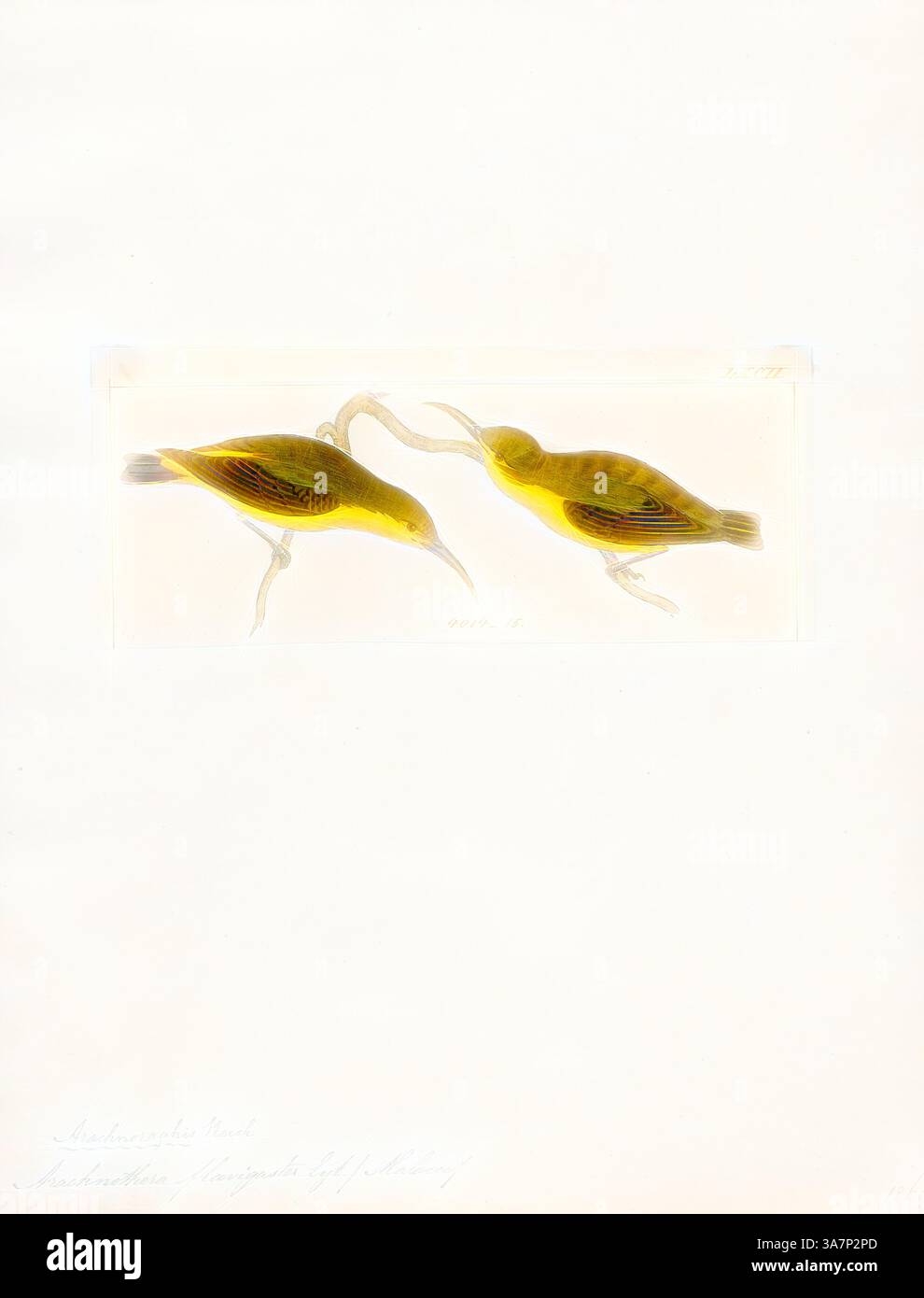 Due uccelli dai colori vivaci con piumaggio giallo sono raffigurati uno di fronte all'altro, mostrando il loro corpo allungato e le loro caratteristiche delicate. I dettagli intricati mettono in risalto i loro becchi e le ali, creando un senso di intrigo ed eleganza nella loro interazione. L'arte classica con un tocco moderno reinventata da Artotop, Arachnothera flavigaster, Print, il cacciatore di ragni con occhiali (Arachnothera flavigaster) è una specie di uccello della famiglia Nectariniidae. Si trova in Brunei, Indonesia, Malesia, Singapore, Thailandia, e il Vietnam. I suoi habitat naturali sono foreste di pianura umide subtropicali o tropicali Foto Stock