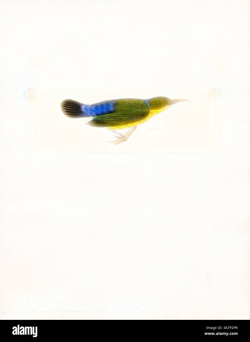 Un uccello splendidamente illustrato con vivaci piume verdi e sorprendenti accenti blu sulle ali, catturato in una posa elegante. Arte classica con un tocco moderno reinventata da Artotop, Arachnothera ipogrammica, Print, il sunbird (Kurochkinegramma ipogrammicum) è una specie di uccello della famiglia Nectariniidae. È l'unica specie del genere Kurochkinegramma. Si trova nel sud-est asiatico dal Myanmar a Sumatra e Borneo. Il suo habitat naturale è costituito da foreste di pianura umide subtropicali o tropicali., 1820-1860 Foto Stock