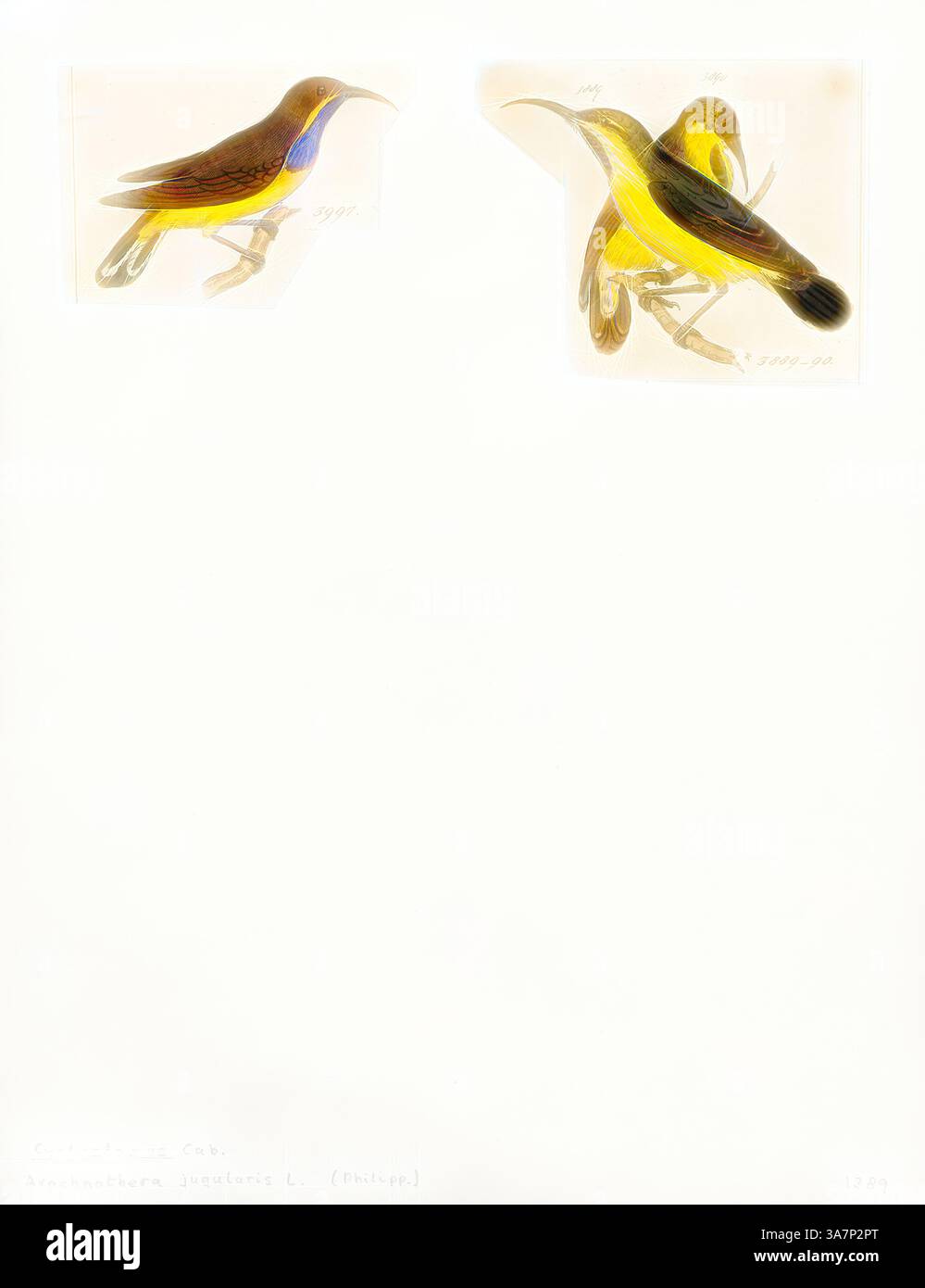 Sono raffigurati due uccelli splendidamente illustrati, che mostrano un piumaggio vivace con sfumature di blu, giallo e marrone. Ogni uccello è presentato in posa naturale, catturandone le caratteristiche uniche e i dettagli intricati. Le opere d'arte enfatizzano la loro eleganza e la delicata bellezza della specie. Arte classica con un tocco moderno reinventata da Artotop, Arachnothera jugularis, Print, Spiderhunter, i cacciatori di ragni sono uccelli del genere Arachnothera, parte della famiglia sunbird Nectariniidae. Il genere contiene tredici specie presenti nelle foreste del sud e sud-est asiatico. Sono un grande represen Foto Stock
