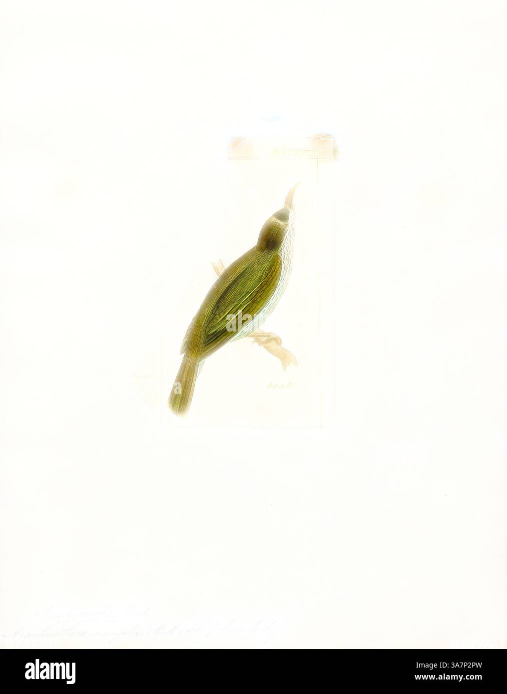 Un'illustrazione dettagliata di un uccello verde arroccato con grazia, che mostra la sua forma sottile e le piume intricate, su uno sfondo sottilmente sbiadito che enfatizza la sua silhouette elegante. Arte classica con un tocco moderno reinventata da Artotop, Arachnothera simplex, Print, Spiderhunter, i cacciatori di ragni sono uccelli del genere Arachnothera, parte della famiglia sunbird Nectariniidae. Il genere contiene tredici specie presenti nelle foreste del sud e sud-est asiatico. Sono grandi rappresentanti della famiglia sunbird, con un pennacchio e lunghe banconote fortemente curve. Si nutrono Foto Stock