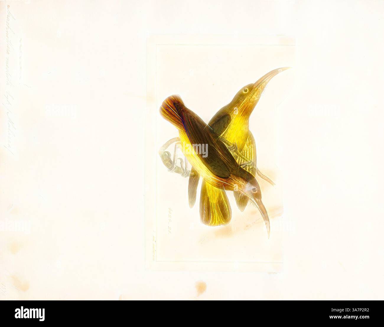 Una rappresentazione vividamente illustrata di due colibrì con impressionanti piume gialle e marroni, che mostrano i loro becchi allungati e pose dinamiche, circondati da uno sfondo artistico. L'arte classica con un tocco moderno reinventata da Artotop, Arachnothera modesta, Print, il cacciatore di ragni dal petto grigio (Arachnothera modesta) è una specie di uccelli della famiglia Nectariniidae. Si trova in Brunei, Indonesia, Malesia, Myanmar, Singapore, Thailandia e Vietnam. I suoi habitat naturali sono foreste di pianura umide subtropicali o tropicali e foreste montane umide subtropicali o tropicali. A volte si tratta di consi Foto Stock