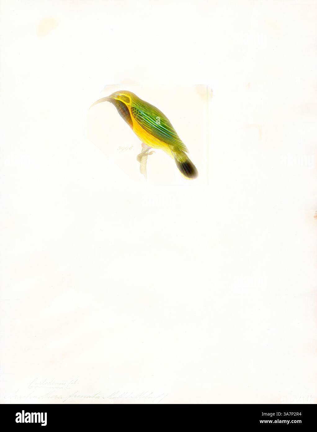 Un uccello splendidamente illustrato caratterizzato da verde, giallo e sfumature di arancione, arroccato elegantemente con il suo caratteristico becco curvo. I delicati dettagli mettono in risalto le piume e le caratteristiche dell'uccello, su uno sfondo sottile. Arte classica con un tocco moderno reinventata da Artotop, Arachnothera frenata, Print, Spiderhunter, i cacciatori di ragni sono uccelli del genere Arachnothera, parte della famiglia dei sunbird Nectariniidae. Il genere contiene tredici specie presenti nelle foreste del sud e sud-est asiatico. Sono grandi rappresentanti della famiglia sunbird, con un pennacchio e l Foto Stock