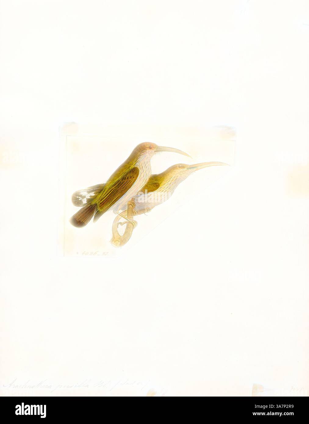 Un paio di uccelli dettagliatamente dettagliati, caratterizzati da lunghi becchi e un vivace piumaggio, è raffigurato in una disposizione delicata. Le loro posture suggeriscono un senso di armonia, mentre la sottile tavolozza di colori ne accentua le caratteristiche., arte classica con un tocco moderno reinventata da Artotop, Arachnothera pusilla, Print, Spiderhunter, i cacciatori di ragni sono uccelli del genere Arachnothera, parte della famiglia degli uccelli di sole Nectariniidae. Il genere contiene tredici specie presenti nelle foreste del sud e sud-est asiatico. Sono grandi rappresentanti della famiglia sunbird, con un pennacchio e un lungo e forte curv Foto Stock