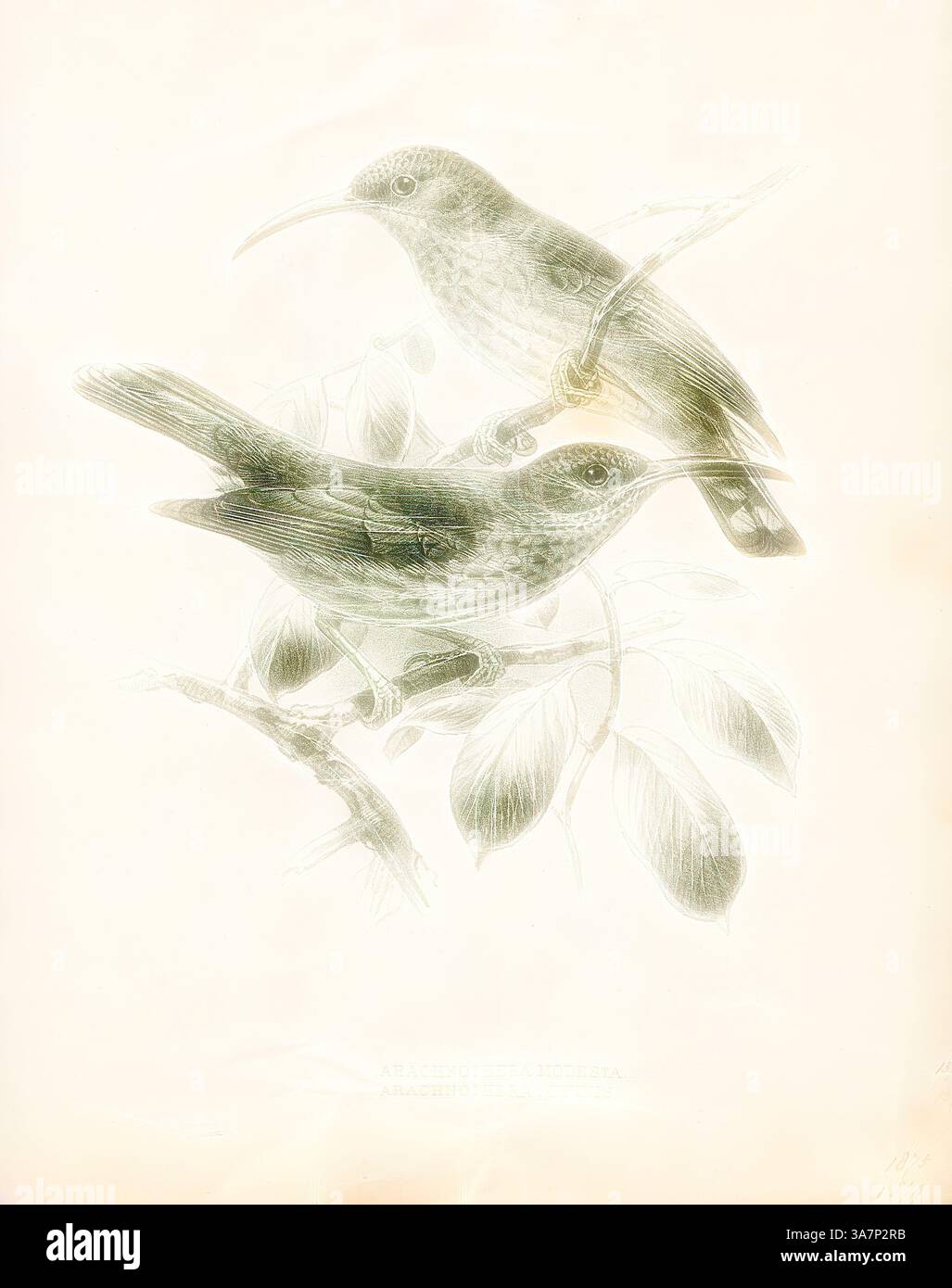 Due delicati uccelli si aprono su un ramo, circondati da foglie, con dettagli intricati e sfumature sottili che ne evidenziano le caratteristiche aggraziate. L'arte classica con un tocco moderno reinventata da Artotop, Arachnothera affinis, Print, il cacciatore di ragni dal petto striato (Arachnothera affinis) è una specie di uccello della famiglia dei Nectariniidae. Si trova a Giava e Bali. I suoi habitat naturali sono foreste di pianura umide subtropicali o tropicali e foreste montane umide subtropicali o tropicali. A volte è considerato conspecifico con il cacciatore di ragni dal petto grigio., 1876-1880 Foto Stock