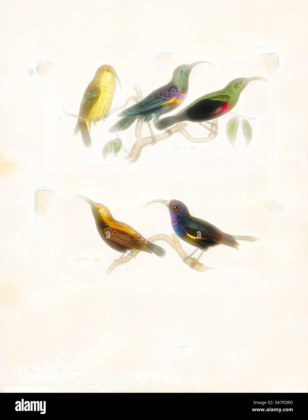 Una collezione di colibrì colorati appollaiati sui rami, che mostrano il loro piumaggio vivace e le caratteristiche uniche. Ogni uccello mostra una miscela di sfumature, dal blu intenso e verde ai giallo e rossi brillanti, catturando la bellezza di queste splendide creature. Arte classica con un tocco moderno reinventata da Artotop, Arachnothera lotenia, Print, Spiderhunter, i cacciatori di ragni sono uccelli del genere Arachnothera, parte della famiglia degli uccelli di sole Nectariniidae. Il genere contiene tredici specie presenti nelle foreste del sud e sud-est asiatico. Sono grandi rappresentanti della famiglia sunbird, Foto Stock