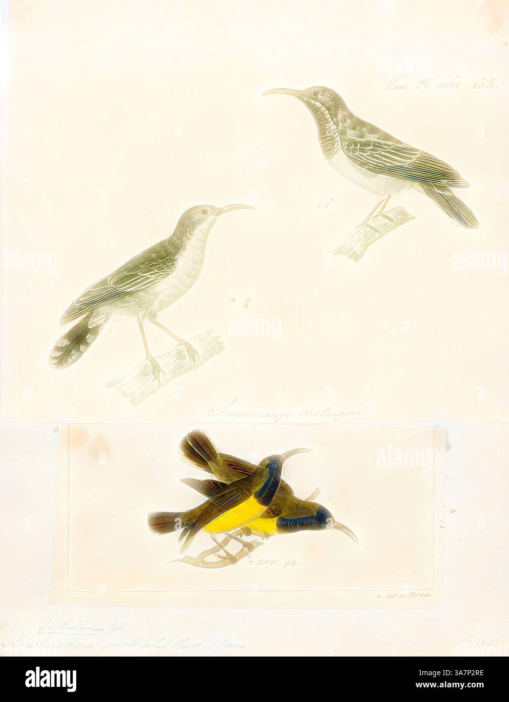 Due uccelli appollaiati, uno raffigurato in una vista laterale che mostra i suoi raffinati dettagli e l'altro mostra colori vivaci mentre in una posa leggermente diversa. Ogni uccello è accompagnato da identificatori scientifici che ne evidenziano le caratteristiche uniche e l'importanza nell'ornitologia. Arte classica con un tocco moderno reinventata da Artotop, Arachnothera pectoralis, Print, Spiderhunter, i cacciatori di ragni sono uccelli del genere Arachnothera, parte della famiglia degli uccelli solari Nectariniidae. Il genere contiene tredici specie presenti nelle foreste del sud e sud-est asiatico. Sono grandi rappresentanti del sunbi Foto Stock