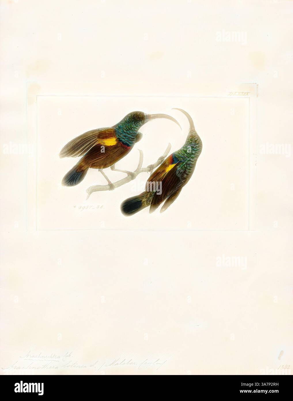 Due vibranti colibrì arroccati insieme, che mostrano il loro sorprendente piumaggio con sfumature iridescenti di verde, blu e sfumature di arancione. Sembrano impegnati in una delicata interazione su un ramo sottile, circondati da uno sfondo semplice e chiaro che ne esalta la colorata presenza. Arte classica con un tocco moderno reinventata da Artotop, Arachnothera lotenia, Print, Spiderhunter, i cacciatori di ragni sono uccelli del genere Arachnothera, parte della famiglia degli uccelli sunbird Nectariniidae. Il genere contiene tredici specie presenti nelle foreste del sud e sud-est asiatico. Sono grandi rappresentanti Foto Stock