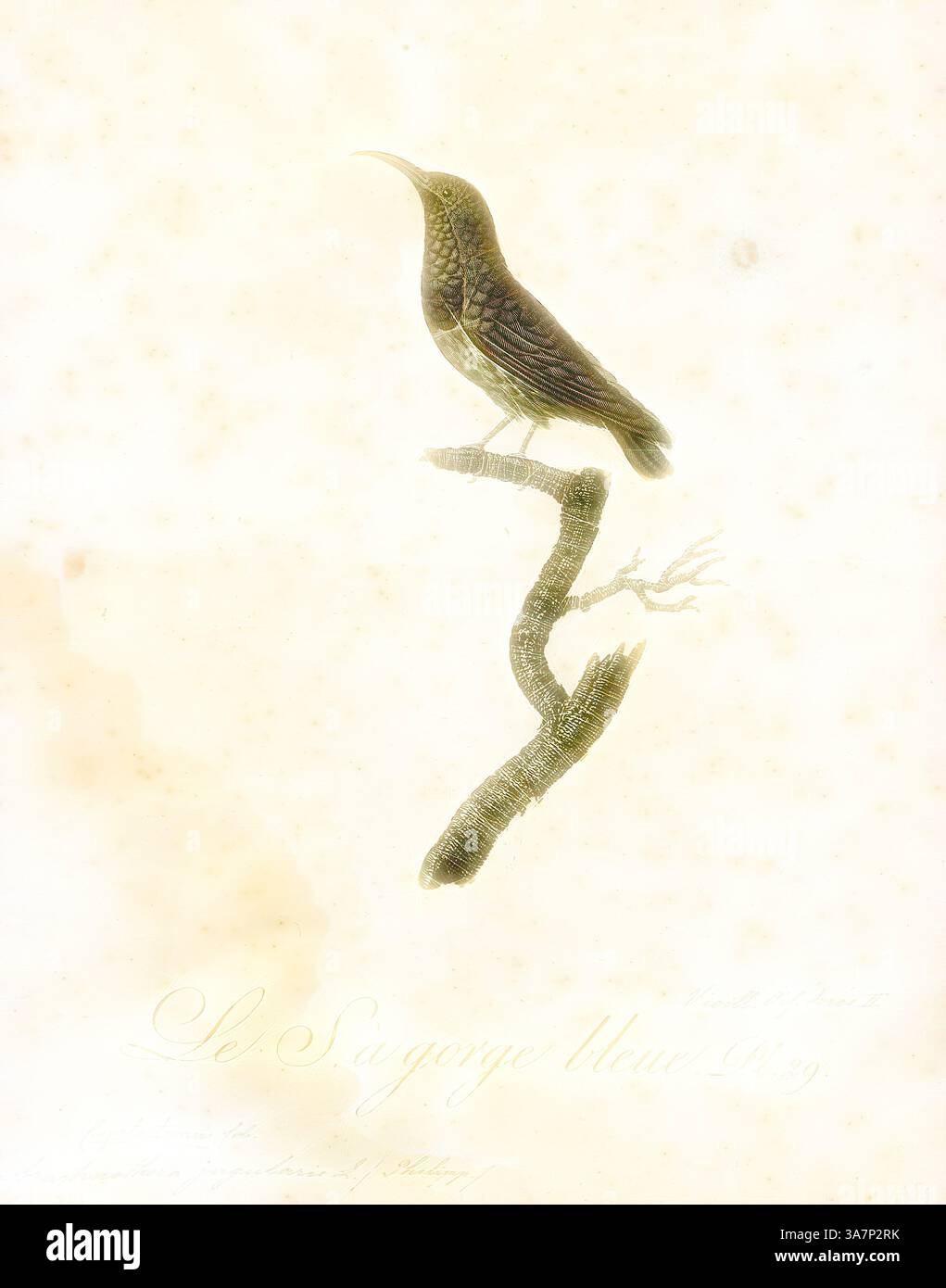 Una delicata illustrazione di un uccello arroccato in cima a un ramo sottile, che mostra dettagli intricati nelle sue piume e le texture naturali del legno. Lo sfondo morbido esalta l'eleganza della forma dell'uccello, mentre la sottile iscrizione sottostante aggiunge un contesto storico. Arte classica con un tocco moderno reinventata da Artotop, Arachnothera jugularis, Print, Spiderhunter, i cacciatori di ragni sono uccelli del genere Arachnothera, parte della famiglia degli uccelli di sole Nectariniidae. Il genere contiene tredici specie presenti nelle foreste del sud e sud-est asiatico. Sono grandi rappresentanti della S Foto Stock